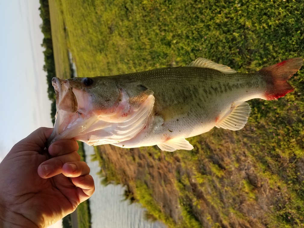 Attached picture bass tail.jpg